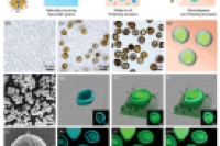 自然的力量：天然蜂花粉驱动单分散Pickering乳液与蛋黄-壳微胶囊的可控合成