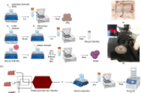 微流控技术构建PLGA-中空介孔二氧化硅载药微球：二甲双胍的骨关节炎长效控释新策略