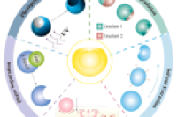 一图读懂综述：液滴微流控技术辅助构建凹面微颗粒的研究进展