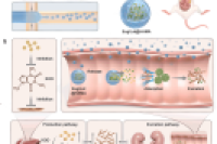 浙江大学周民教授团队：基于微藻的药物递送微球，用于治疗高尿酸血症伴肾损伤