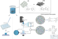 甲壳素纳米纤维协同多价金属离子交联，实现高性能载细胞水凝胶微胶囊