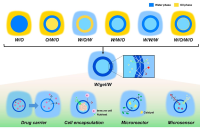 一图读懂！微流控技术制备水凝胶壳微胶囊及其应用进展