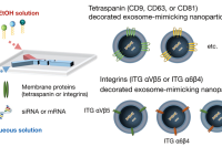 微流控制备外泌体样脂质纳米颗粒，助力高效RNA递送