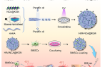 青大附院张海宁教授团队：MXene基微球实现疏水药物光热控释与干细胞递送，有效治疗骨关节炎
