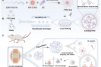 载有聚集诱导发光纳米胶束的微流控微球，实现骨关节炎诊疗一体化