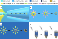 融合双重生物灵感！可调气泡微胶囊，实现浮力驱动纯化