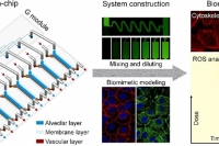 集成微流控肺芯片实现纳米塑料梯度调控下的肺部炎症与损伤并行评估