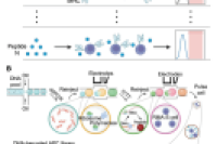 微流控驱动的高通量T细胞表位筛选新平台