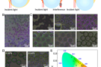 《Small》：上海交通大学团队首次捕获水包油包水液滴脱湿瞬态结构色，可控动态光学器件迎新机