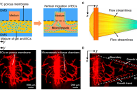 新型三层微流控芯片！揭示不同流体条件下剪切应力诱导的血管生成