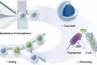 无需外源标记！核壳微室微流控系统实现微生物的群体感应驱动分选