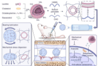 高迁移率网络水凝胶微球系统！对抗软骨细胞衰老，增强软骨修复与再生