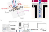 交流电场与微通道联用！实现全有机核壳液滴高效生成及功能化应用