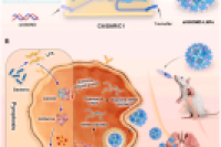 《Nano Today》：基于新型微流控芯片的siRNA肺部递送系统有效缓解脓毒症