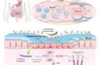 微流控制备可凝胶转化硫糖铝微球：物理保护+自噬修复双机制协同治疗结肠炎