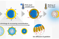 基于双乳液壳层介导凝胶化与渗透收缩策略制备高浓度海藻酸盐微凝胶