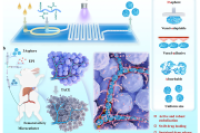 《Nat. Commun.》：肿瘤血管适应性、粘附性和可吸收性微球，用于可持续经动脉化疗栓塞治疗