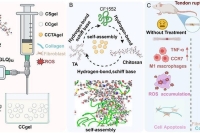 从载体负载转向活性自组装：超分子微球驱动的肌腱损伤修复新策略