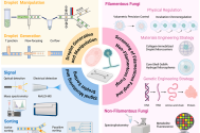 用于工业真菌高通量筛选的先进液滴微流控平台