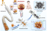 《Adv. Funct. Mater.》：微流控技术制备力学性能可调微纤维，用于肿瘤药物仿生测试