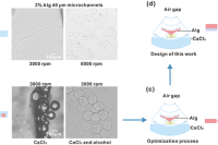 Adv. Funct. Mater.：基于透明氧化铝陶瓷微流控芯片实现小鼠卵母细胞的片上低温保存