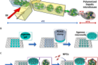 微流控巧构肝微组织，破局iHep功能成熟瓶颈