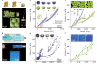 《Nature》重磅！哈佛大学团队巧用胶囊壳层屈曲，实现可编程超流体
