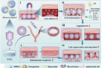 受囊胚启发的核壳微球！时序释放药物与干细胞，实现子宫内膜再生