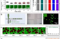 华南师范大学团队《Advanced Science》：两步反应合成功能可调含氟表面活性剂