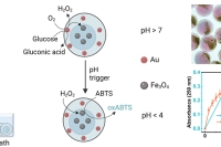pH响应区室化海藻酸盐微珠，实现连续纳米酶反应的空间控制