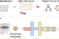 双十字微流控平台助力预成型球状体水凝胶封装，用于下游培养与分析