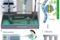 微流控湿法纺丝制备竹节状Janus摩擦电纤维，实现自供电运动传感