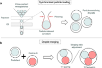 微流控液滴“精准配对”实现可控比例多颗粒共封装，助力单细胞基因组学研究
