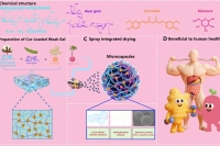 HPMC-GG微胶囊共递送甘露糖与姜黄素，增强功能性食品的肠道靶向性