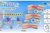 仿生核壳GelMA微球！多组分协同递送，破解脊髓损伤分阶段治疗难题