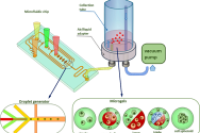 负压驱动微流控液滴生成，高通量稳健合成载细胞海藻酸盐微凝胶