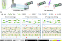 微流控湿纺制备核壳弹性体纤维，实现传感与驱动一体化