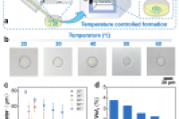 新型液滴微流控方法快速生成单分散荧光丝素蛋白微球
