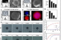 镁锌嵌合微球阶段匹配供应金属离子，用于脊髓修复