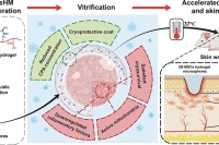 96%活性留存！水凝胶微球实现3D-MSCs低损伤冷冻与功能维持