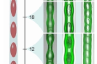 灵感源自细胞分化！微流控高通量制备无束缚软体微执行器