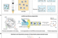 可溶解水凝胶珠快速包埋微生物：赋能临床微生物组高通量单细胞RNA测序