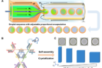 浓度调制微流控液滴实现DNA晶体形态精准调控