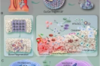 分层丝素蛋白微球重塑牙周炎微环境，促进牙槽骨再生