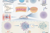 苏大附一院施勤、黄立新&中科院苏州纳米所刘星志：用于骨关节炎治疗的微环境响应型双层水凝胶微球