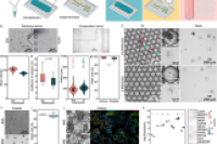 聚焦前沿：高通量制备水凝胶液滴 + 肠道类器官，这款集成微流控平台太能打！