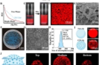 微流控 + 3D打印！基于微凝胶的层级多孔水凝胶贴片，用于治疗心肌梗死
