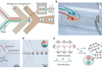 液滴微流控策略巧制多室微胶囊，实现胰腺-肝脏互作仿生模拟