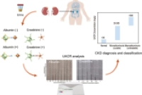 微流控微球累积平台，直接可视化尿白蛋白/肌酐比值