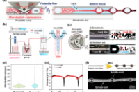 微泡介导合成智能纺锤形微纤维，实现高效雾气收集